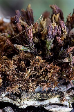 Plant form with dry leaves and capsules